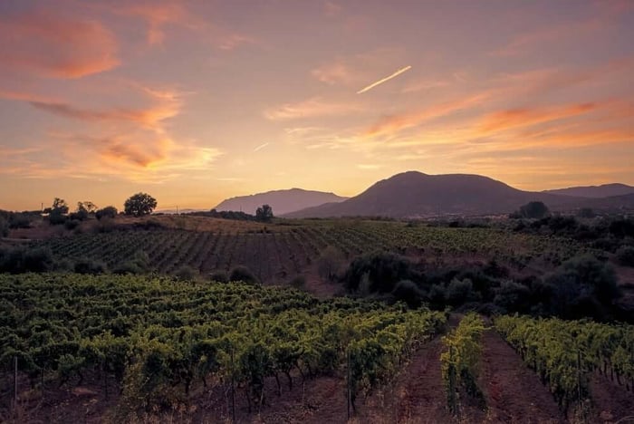 Wine Storage Napa: Protect Your Collection