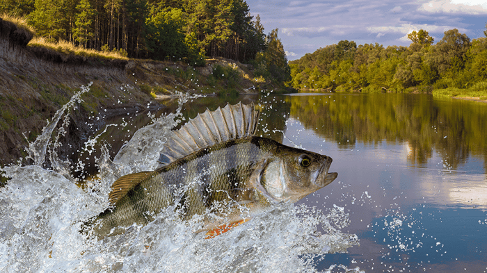 Freshwater Fishing: Best Fishing Spots in the U.S.