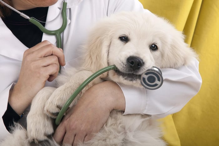 Preventative Healthcare for Pets in NYC: A Smart Choice