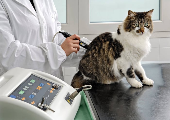 Diagnostic Testing Boosts Pet Health at Gotham Vet
