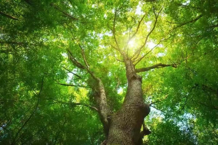 Why Should We Protect the Environment? - Safeguard Self Storage