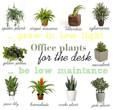 2. ใช้ประโยชน์จากหน้าต่างและต้นไม้ วางต้นไม้ไว้ใกล้ ๆ เพื่อช่วยผ่อนคลายจากการทำงานหนัก พร้อมลดระดับความเครียด ลองเลือกใช้ต้นไม้ที่ดูแลง่ายด้านล่าง