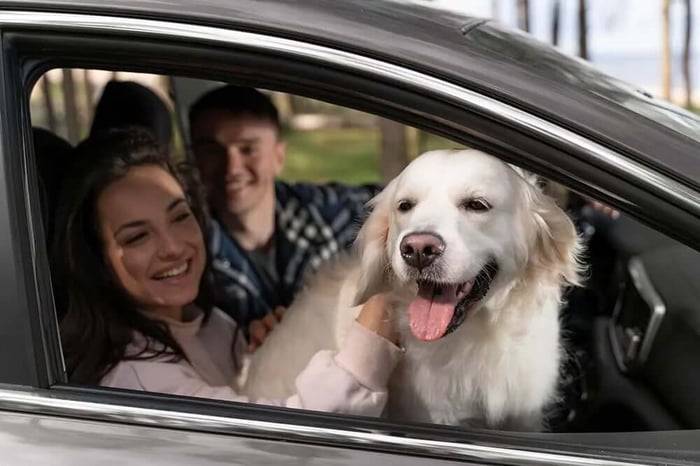 11 Tips for Moving with Pets: A Stress-Free Transition