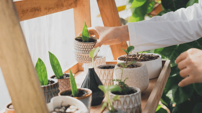 From Seedling to Sprout: How To Start a Home Garden - Storage Star