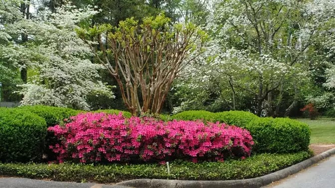 azaleas and dogwood trees