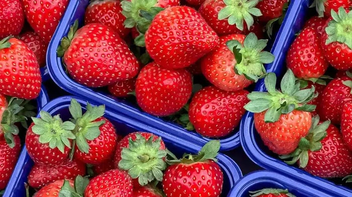 Strawberries at Cox Berry Farm & Nursery