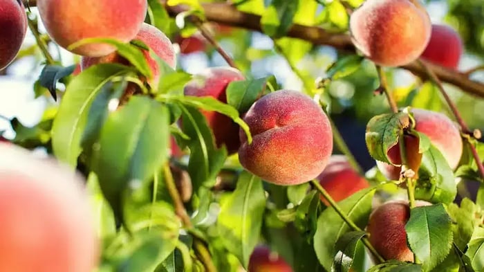 peach orchard in Loveland, OH