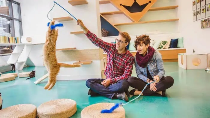 Regal Cat Cafe in Calgary