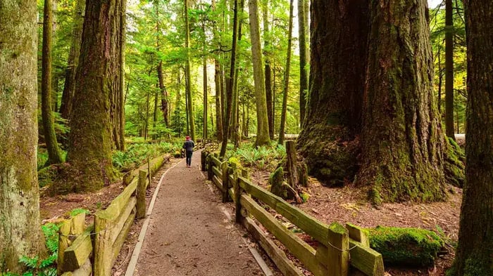 Cathedral Grove, Macmillan Provincial Park