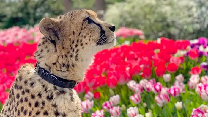 a cheetah in front of a stretch of tulip beds