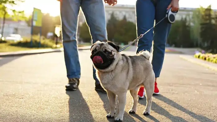 A Tail Waggin’ Good Time: A Guide to Pet Friendly Hot Spots in Maple Ridge, BC  - Mini Mall Storage