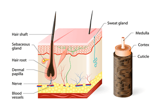 What Are Hair Grafts, and Why Are They Important?