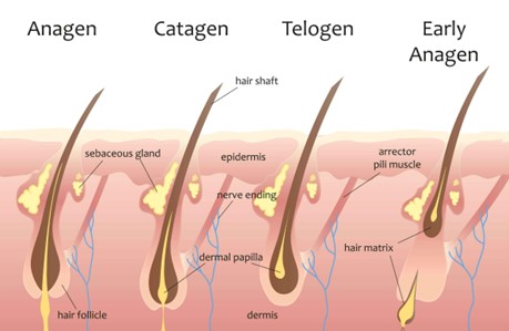 Why Transplanted Hair Can Grow in a New LocationWhy Transplanted Hair Can Grow in a New Location