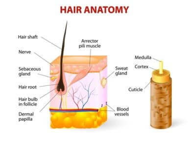 What Are Hair Grafts?