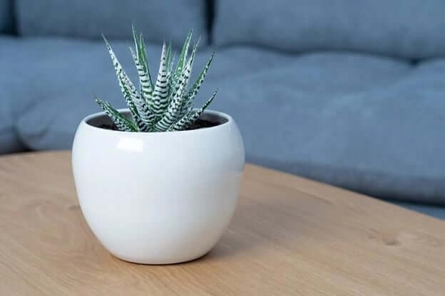 A small potted plant on a coffee table.