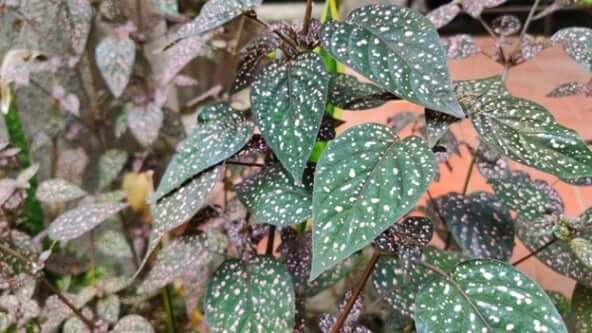 A plant with speckled leaves.