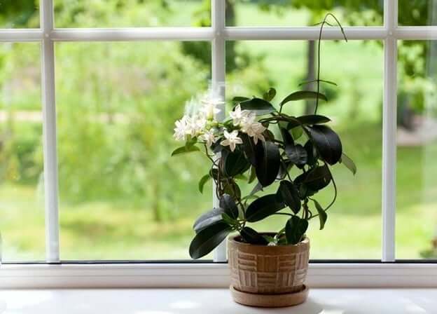 A small house plant on a windowsill.