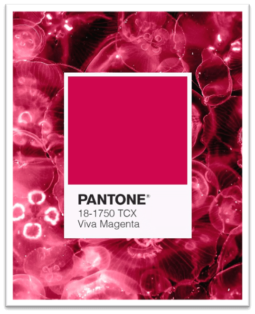 เทรนด์สีปี 2026: 7 เฉดสีแห่งอนาคต - สีม่วงดอกฟูเชียเรด Fuchsia Red