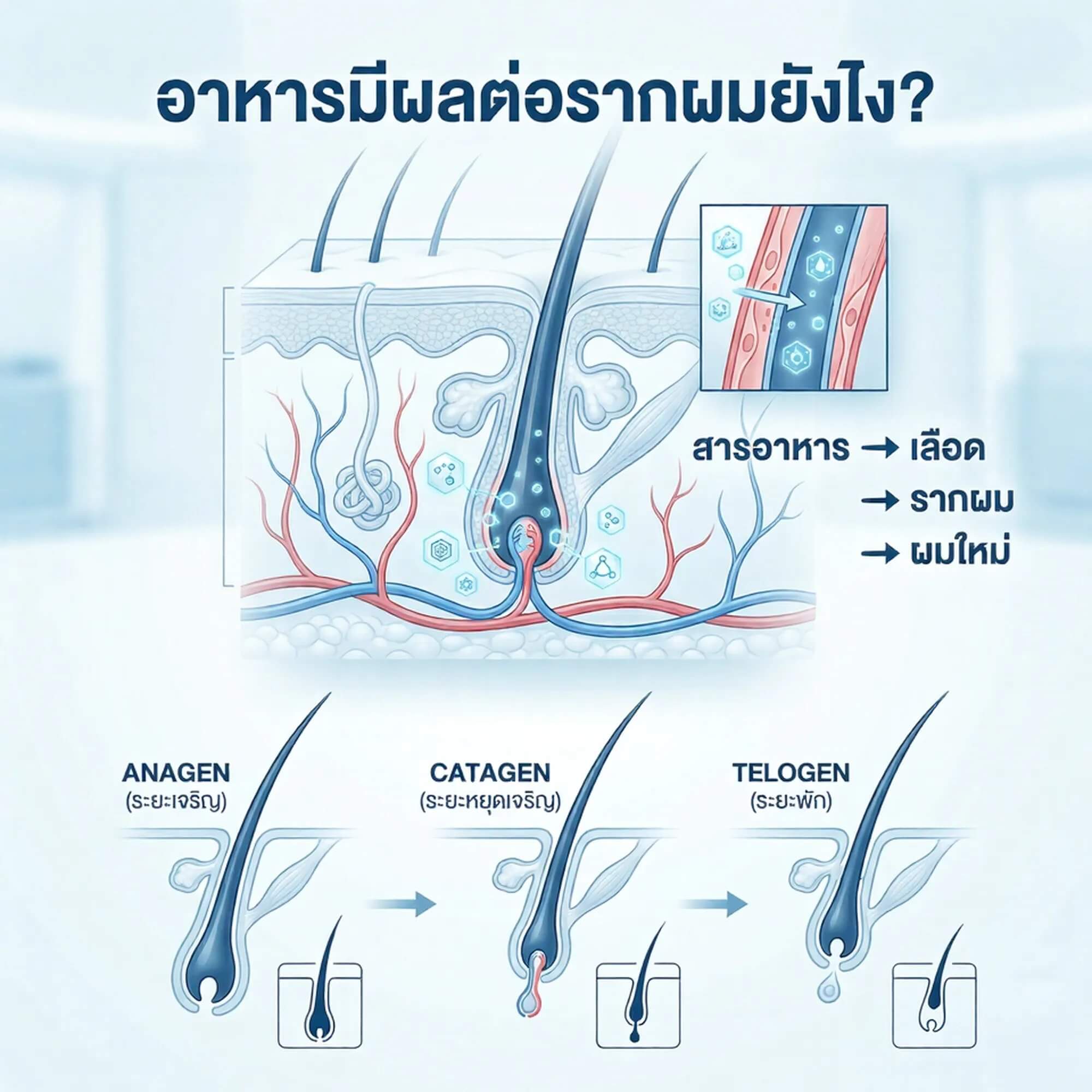 วงจรการฟื้นตัวของผมหลังปลูก 3 ระยะ