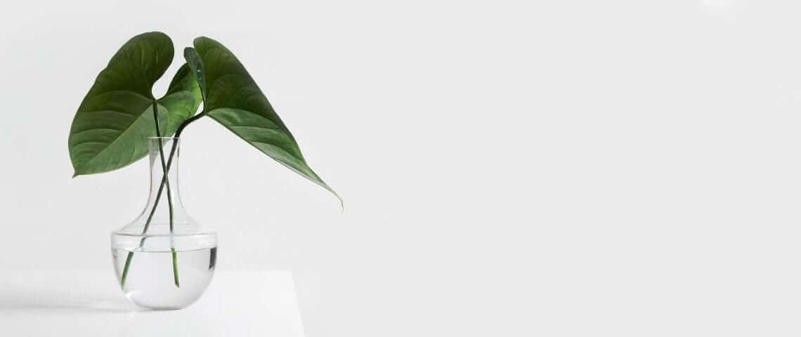 Plants in vase with water isolated on white background to represent minimalism